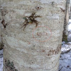 森を歩いて、極上の天然アロマを探してみる