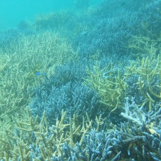 復活する沖縄のサンゴたち