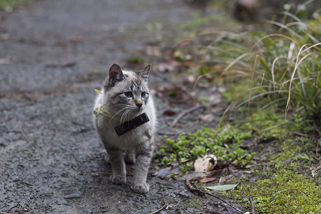 ネコカメラとイーヨ