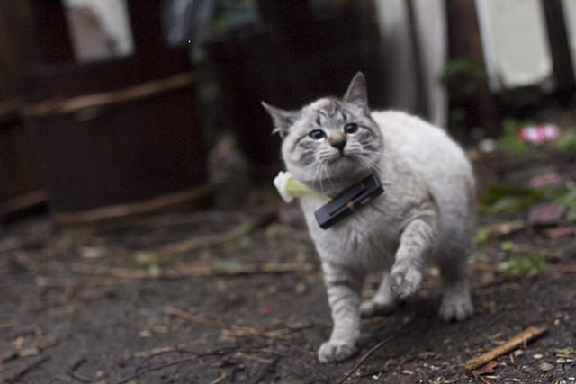 ネコカメラとイーヨ