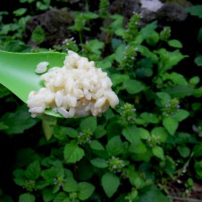 米炊きに失敗!!　でも、失敗は成功のもと。オイシいエスニック風リゾットできました。