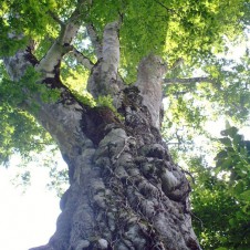 樹木医を通して耳を傾けよう！ ブナの木の力強い声
