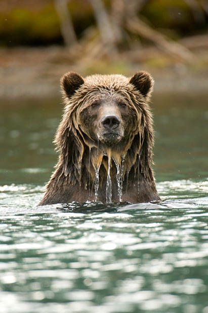 カナダのジャンボ バレーに生きるグリズリーベアの大きなお悩み Akimama アウトドアカルチャーのニュースサイト