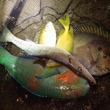 30年ぶりの大寒波到来。そのとき沖縄ではお魚ひろいフェスが開催されていた！