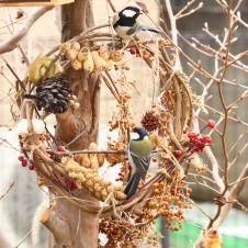 千客万来！　餌台を作ってお茶の間バードウォッチング