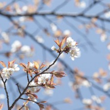 この春、桜をめでに奈良吉野へ。花あり、食あり、オススメのお花見ハイキングルート