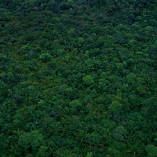 豊かな森があるところに争いは生まれない。写真集『Peace of Forest』が刊行