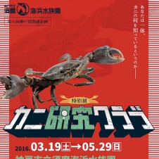あなたは一体カニの何を知っているというのか？「カニ研究クラブ」が閉会間近、スマスイへ急げ！