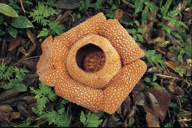 不思議 巨大 異形 世界に一つだけの花を探し 辺境を歩いた 世界植物記 が刊行 Akimama アウトドアカルチャーのニュースサイト