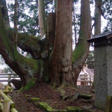 【知ってた？】日本一の杉の巨樹があるのは屋久島ではなく、新潟県。その圧倒的な存在感に、唖然です
