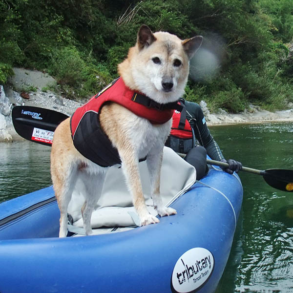 犬好き必見 ベテランカヌー犬 福ちゃんが教える おすすめパドリングアイテム ちょっと激し目タイプ編 Akimama アウトドアカルチャーのニュースサイト