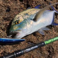 太い！ 強い！ 安い！ 巨大魚を狙い撃つパックロッド「メガフォース ビッグフィッシュ」を君は知っているか？