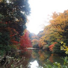 2017年最後（？）の紅葉ハイキングで横浜・瀬上沢から鎌倉へ。アウトドアビギナーでも安心のルート。