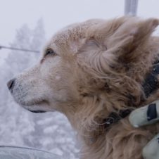 【海外】コロラドのスキー場で雪崩救助犬として活躍するヘンリー。11年目の冬を過ごす彼の喜びとは