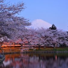 まだまだ間に合う！ 登山家・秩父宮殿下が愛した、富士山と桜の豪華な絶景コラボを見に行く