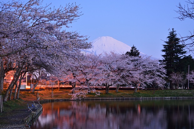 まだまだ間に合う 登山家 秩父宮殿下が愛した 富士山と桜の豪華な絶景コラボを見に行く Akimama アウトドアカルチャーのニュースサイト