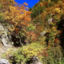 危険な断崖絶壁につくられた「下ノ廊下」の紅葉を見に行こう。