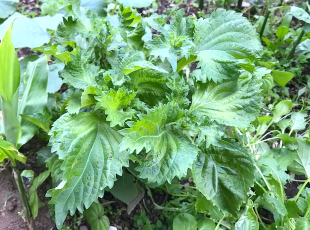 播きっぱなし植えっぱなしでok 無精者でも育てられるほったらかし菜園作ろうぜ Akimama アウトドアカルチャーのニュースサイト