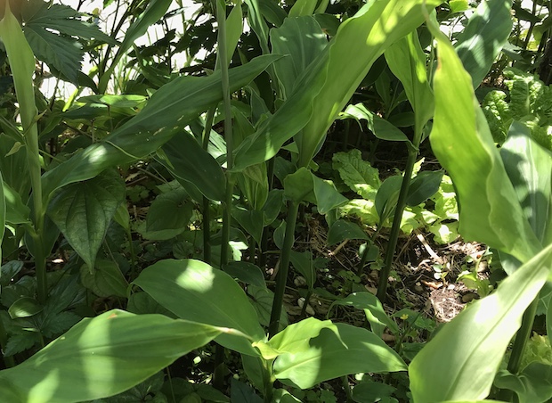 播きっぱなし植えっぱなしでok 無精者でも育てられるほったらかし菜園作ろうぜ Akimama アウトドアカルチャーのニュースサイト