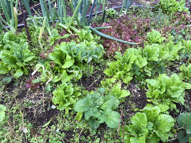 播きっぱなし植えっぱなしでok 無精者でも育てられるほったらかし菜園作ろうぜ Akimama アウトドアカルチャーのニュースサイト