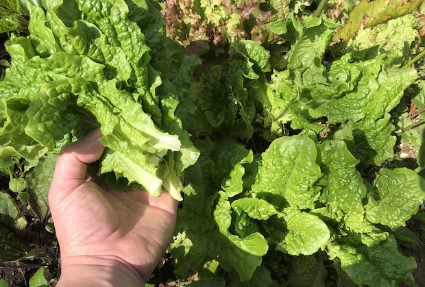 播きっぱなし植えっぱなしでok 無精者でも育てられるほったらかし菜園作ろうぜ Akimama アウトドアカルチャーのニュースサイト