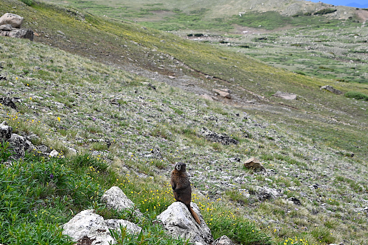 アメリカ版百名山・フォーティナーズに挑む！ コロラドで２番目に高いマッシブ山 マーモット marmot
