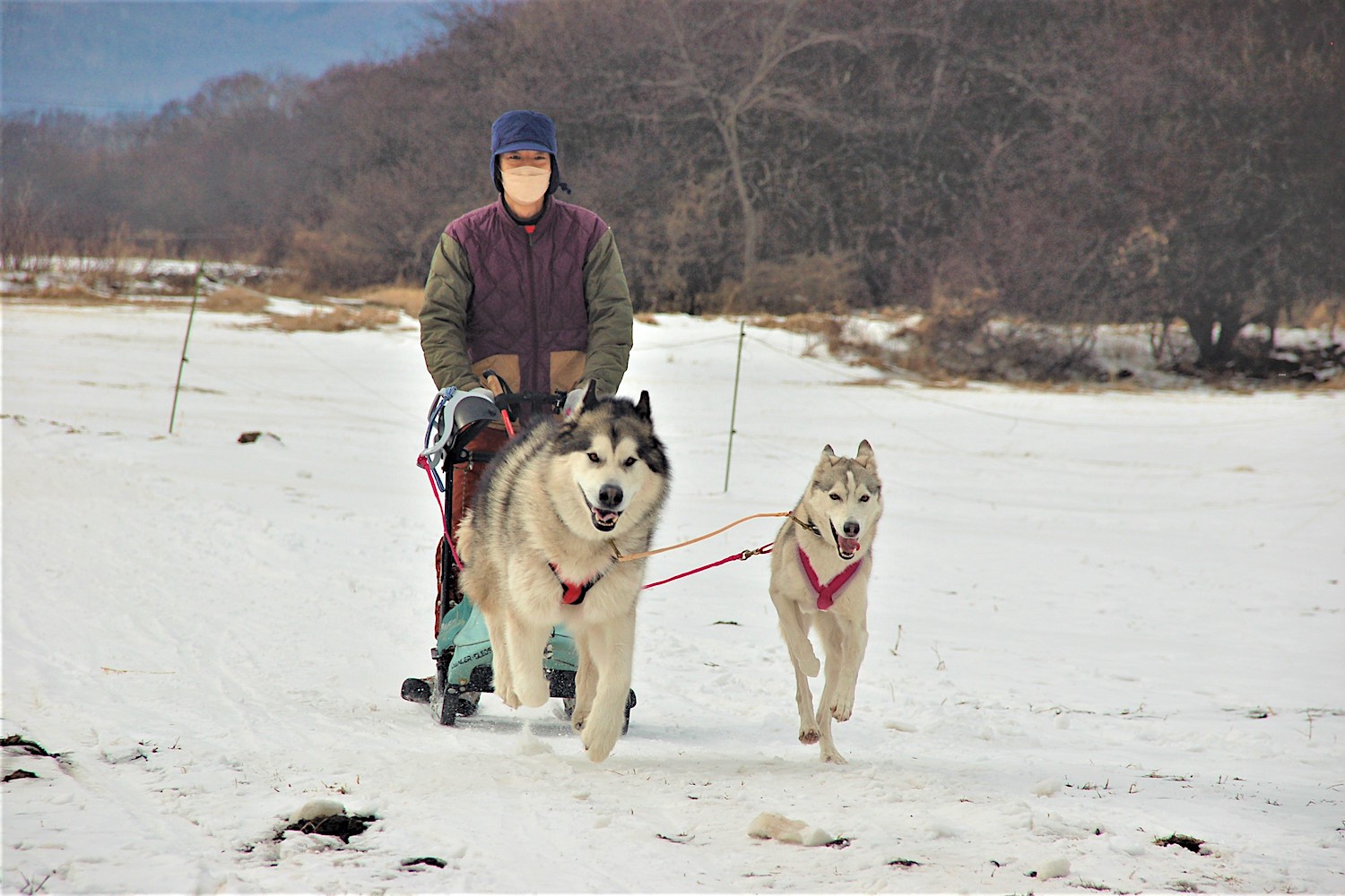野辺山　滝沢牧場　犬ぞり　犬ゾリ　野辺山高原　スキージョアリング　八ヶ岳　犬力舎