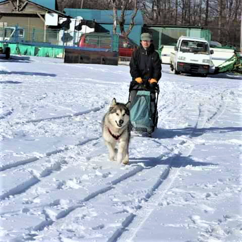 野辺山　滝沢牧場　犬ぞり　犬ゾリ　野辺山高原　スキージョアリング　八ヶ岳　犬力舎