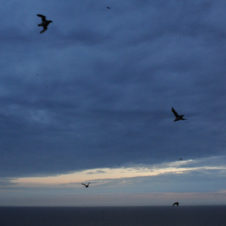 【北海道・天売島】海鳥の楽園で体験した、ウトウの一斉帰巣