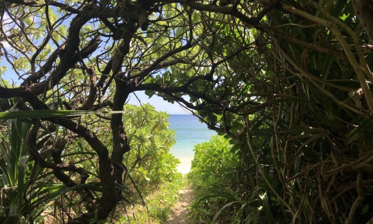 手づくりフェスの向こう側 ── 16回目を迎えるMIYAKO ISLAND ROCK FESTIVALの環境保全活動